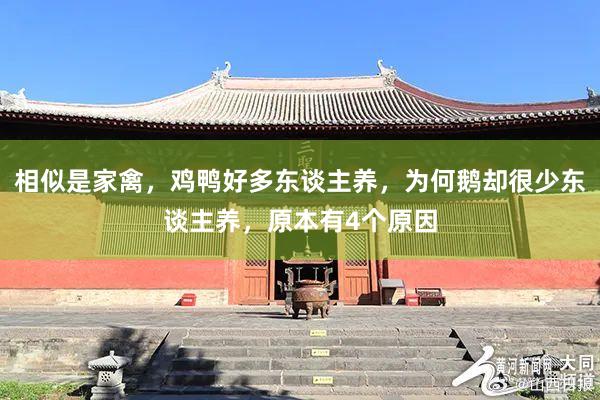 相似是家禽，鸡鸭好多东谈主养，为何鹅却很少东谈主养，原本有4个原因